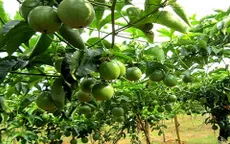 Doanh nhân và Hội nhập: Chuyện về "ông trùm" chanh leo tím