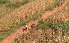 Thiếu minh bạch trong văn bản chủ đầu tư kí với người trồng ngô
