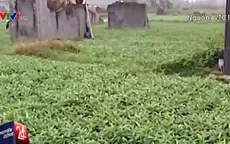 Hà Nội kiểm tra việc trồng rau xanh trong nghĩa địa