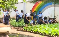 Thú vị mô hình trồng rau sạch trong trường học ở TP.HCM
