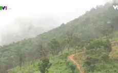 Kon Tum nỗ lực mở rộng diện tích rừng trồng