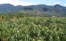 Nông dân Phú Yên ồ ạt trồng sắn