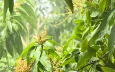 Gần 1.000 ha xoài Tết ở Hậu Giang bị thiệt hại vì mưa dầm