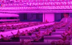 Trồng rau nhiệt đới giữa mùa Đông của châu Âu