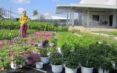 Người trồng hoa cúc Bến Tre thiệt hại nặng