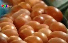 Liệu pháp Ánh sáng cho năng suất trứng tốt hơn
