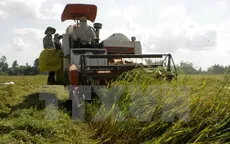 Nông dân ĐBSCL được mùa, trúng giá lúa Đông Xuân