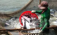 Khó tìm đầu ra khi nông dân thả nuôi cá tra ồ ạt