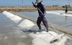 Diêm dân Bình Thuận thua lỗ vì muối rớt giá