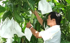Túi bao trái xoài nhãn hiệu "Taiwan" đảm bảo an toàn