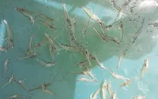 Áp thuế nhập khẩu trứng Artemia, doanh nghiệp tôm giống lao đao