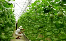 Nút thắt về vốn làm chậm quá trình tái cơ cấu nông nghiệp