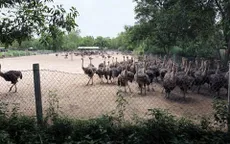 Hiệu quả từ mô hình cho đà điểu nghe nhạc