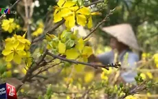 Người trồng mai Tết ở Nam Trung Bộ thiệt hại nặng vì nắng nóng