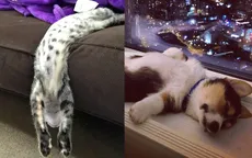 Muôn kiểu ngủ "bá đạo" của thú cưng