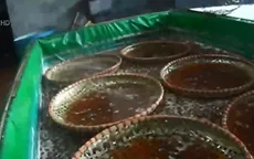 Sự thật kinh hoàng đằng sau những quả táo tàu Tết