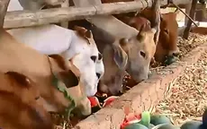 Nông dân Gia Lai trắng tay vì dưa hấu mất cả mùa lẫn giá