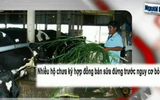 Bí đầu ra, người nông dân “khóc ròng” với sữa bò