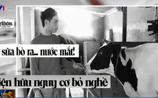 Đừng để người chăn nuôi đang vắt sữa bò ra... nước mắt!
