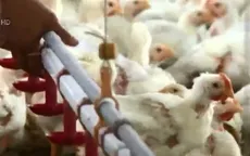 "Phát sốt" với đề xuất nhập khẩu gà chính ngạch từ Trung Quốc