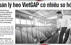 Chăn nuôi chuẩn VietGAP, heo vẫn... dương tính với chất cấm
