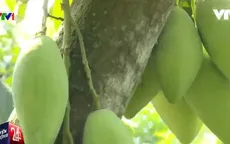 Thực hự tin đồn túi bao trái xoài nhiễm hóa chất độc hại