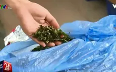 3 tấn lá khô chứa chất gây nghiện đột lốt trà sấy khô tại TP.HCM