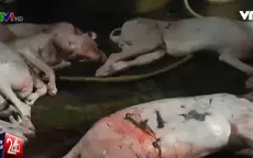 Lò giết mổ chó mất vệ sinh kinh hãi đến mức nào?