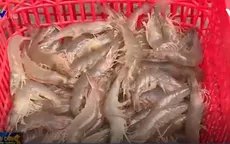 Ứng dụng công nghệ sinh học để nuôi tôm sạch