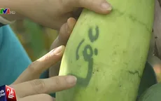 Đu đủ "Tài, Lộc, Phúc, Thọ": Giá cao ngất vẫn "cháy" hàng