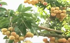 Vải thiều ra quả trên thân - Kỹ thuật mang hiệu quả kinh tế cao