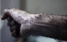 Nỗi lo virus Zika bùng phát tại nhiều khu vực