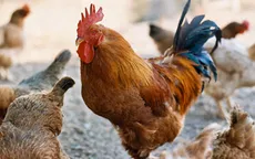 Bộ Nông nghiệp chỉ đạo ngăn chặn virus A/H7N9 xâm nhập vào Việt Nam