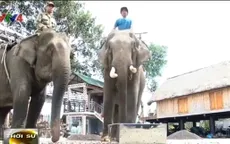 Độc đáo cà phê voi