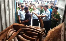 Xem xét khởi tố vụ vận chuyển trái phép 2 tấn ngà voi