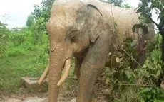 Đằng sau hiện tượng voi rừng liên tục xuất hiện và quật chết trâu, bò tại Sơn La