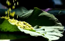Mùa của cốm Làng Vòng Hà Nội