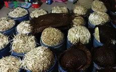 Bắt cơ sở sản xuất giá đỗ dùng hóa chất kích thích ở Đồng Nai