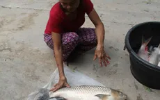 Nghệ An: Cá lồng chết hàng loạt do khí độc