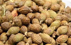 Thương lái ồ ạt thu gom ươi rừng bán sang Trung Quốc