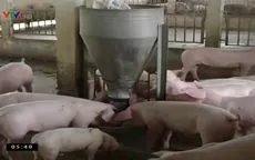 Phát hiện chất cấm mới Cysteamine trong chăn nuôi