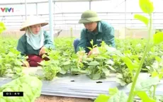 Truy xuất nguồn gốc rau với tem thông minh DAA