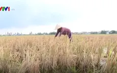 Nhiều địa phương không sản xuất vụ Đông
