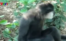 Thả cá thể vượn đen má trắng về tự nhiên