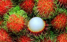 Thủ đoạn lừa tiền của các doanh nghiệp nhập khẩu trái cây từ UAE