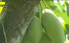 Đồng Nai: Giá xoài xuống mức thấp nhất 1.000 đồng/kg