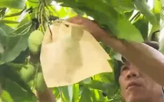 Đồng Tháp bác tin xoài bao trái bị nhiễm độc
