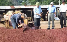 Xuất khẩu cà phê có thể đạt trên 3 tỷ USD