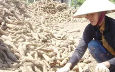 Xuất khẩu sắn giảm mạnh do Trung Quốc giảm mua