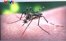 Brazil phát hiện chứng rối loạn não ở người lớn liên quan đến virus Zika